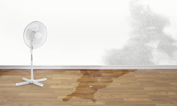Best Mold removal after water damage  in East Dubuque, IL